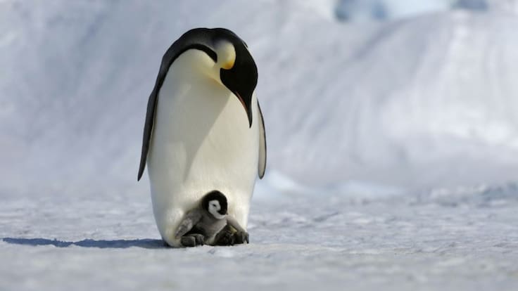 En la Antártida miles de pingüinos bebé pierden la vida por el deshielo