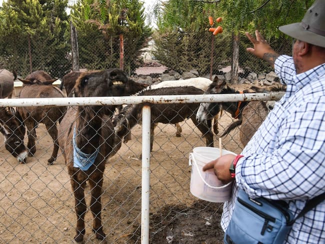 ¿Qué es lo que se sabe sobre el reporte de robo de burritos y caballos en ‘Burrolandia’?
