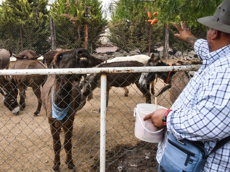 Burrolandia reporta el robo de burritos en su santuario