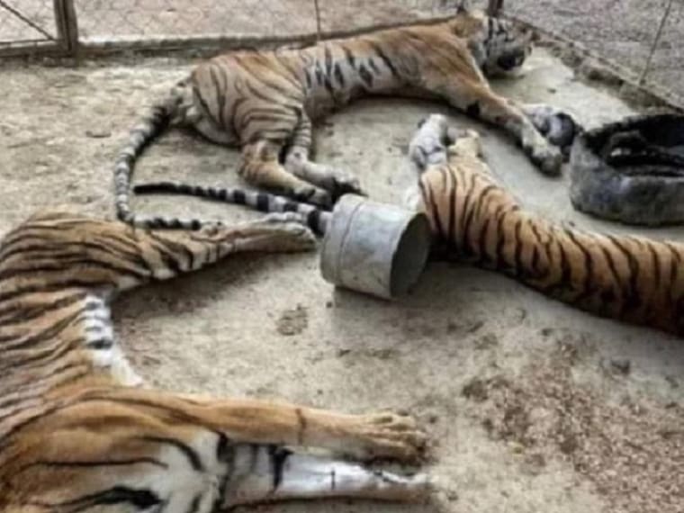 La situación de Black Jaguar White Tiger, el aseguramiento y rescate de los animales ¿Qué sigue?