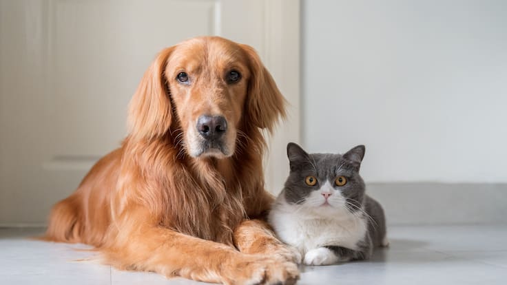 Registro de mascotas es obligatorio; Pasos para tramitar el RUAC y sus beneficios
