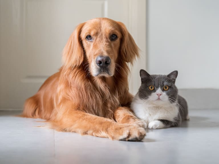 Registro de mascotas es obligatorio; Pasos para tramitar el RUAC y sus beneficios