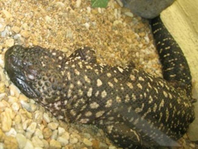 Cambios en herpetario del zoológico de Zacango, María Elena Hoyo, defensora de animales