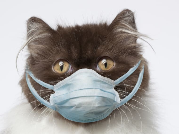 ¿Los gatos pueden contagiarse de coronavirus?