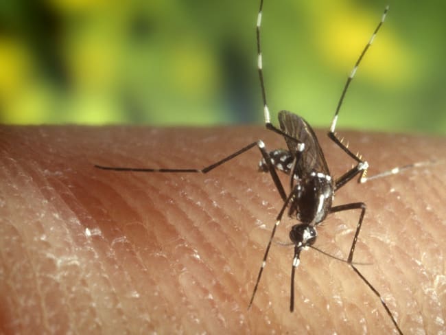 Científico explica por qué los mosquitos solo pican a algunas personas
