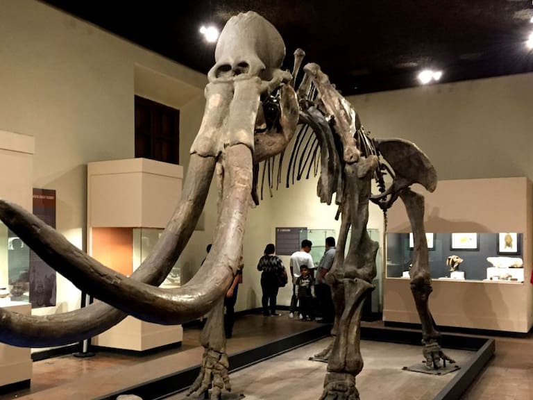 Verano en el museo de Paleontología