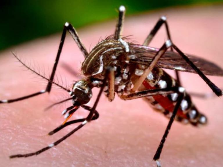 Más de mil brigadistas fumigarán las calles contra el dengue
