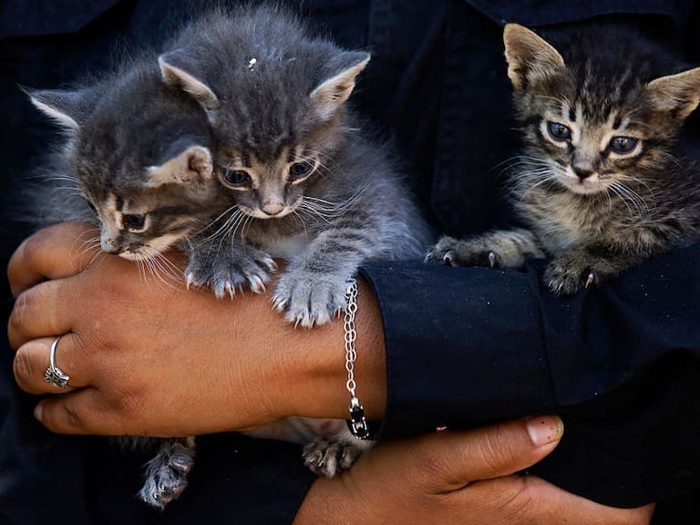 Conoce todos los detalles del Gatotitlán 2025 en CDMX.