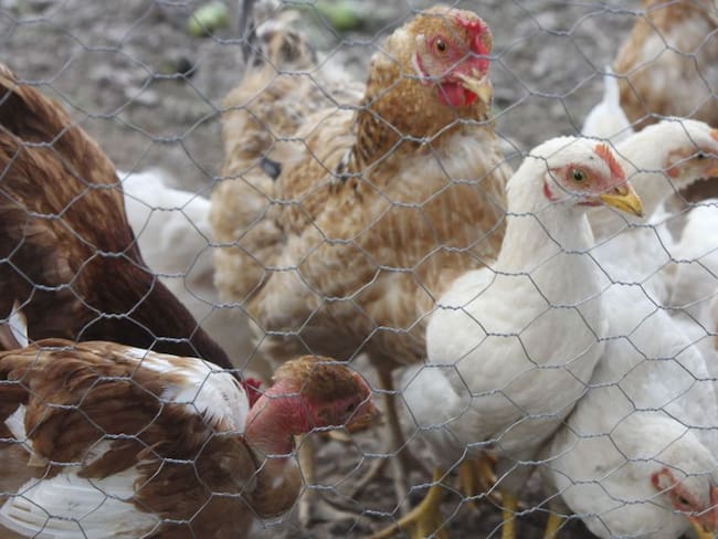 Brote de influenza aviar en Yucatán está bajo control: Agricultura