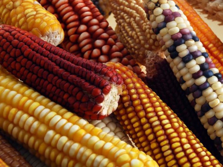El maíz, las tortillas y sus variantes