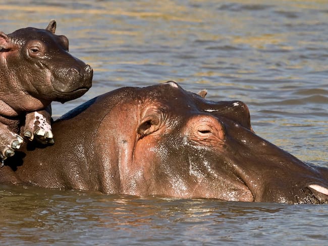 Hipopótamos de Pablo Escobar: ¿Por qué van a sacrificar a más de 80 animales en Colombia?