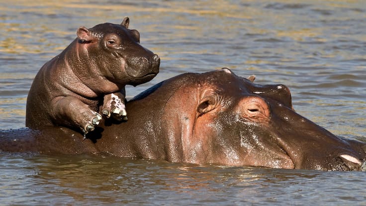 Hipopótamos de Pablo Escobar: ¿Por qué van a sacrificar a más de 80 animales en Colombia?