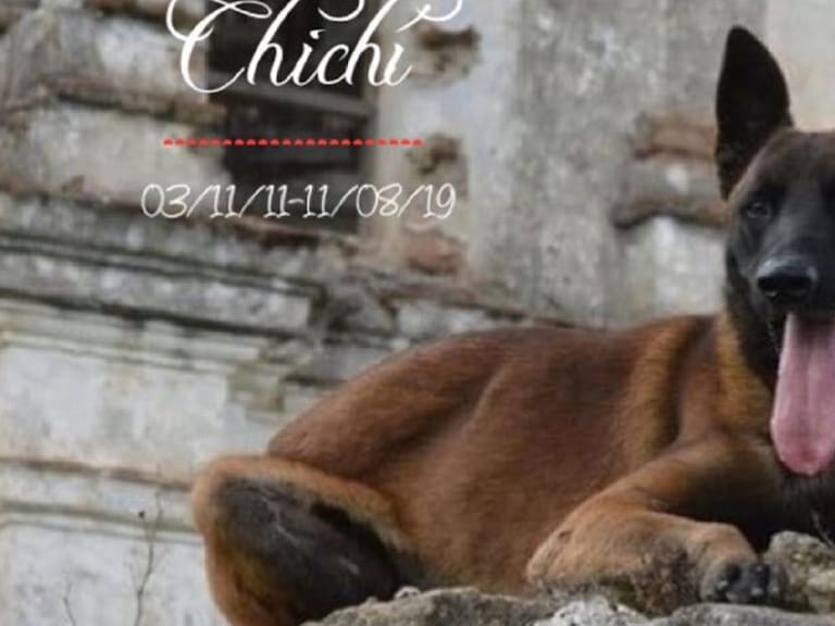 Noticia tan triste; Chichí, el perro rescatista en el 19S perdió la vida