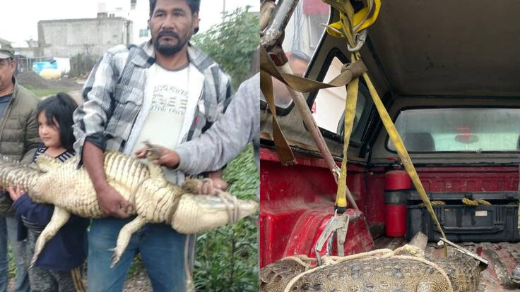 Capturan a cocodrilo en Cuautitlán Izcalli, Estado de México; vecinos lo amarraron a un poste antes de ser asegurado