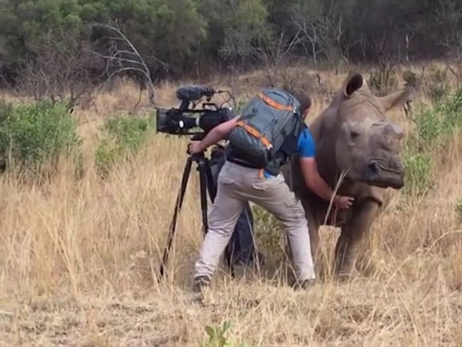 Rinoceronte “pide” un poco de amor a este camarógrafo