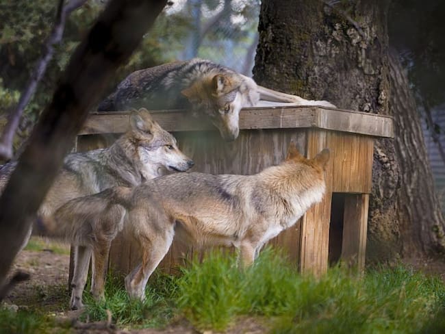 El lobo mexicano regresa a su hábitat tras décadas y marca un momento histórico en México