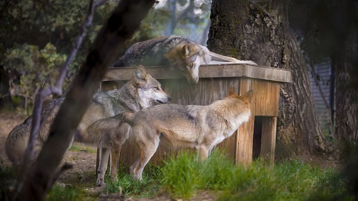 El lobo mexicano regresa a su hábitat tras décadas y marca un momento histórico en México