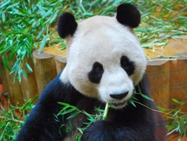 Murió el pandita Xiu Ha.'El reino animal' con Marielena Hoyo 04/05/13