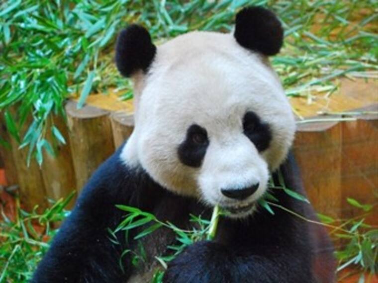 Murió el pandita Xiu Ha.'El reino animal' con Marielena Hoyo 04/05/13