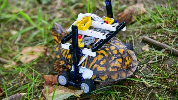 Tortuga recibe prótesis de Lego