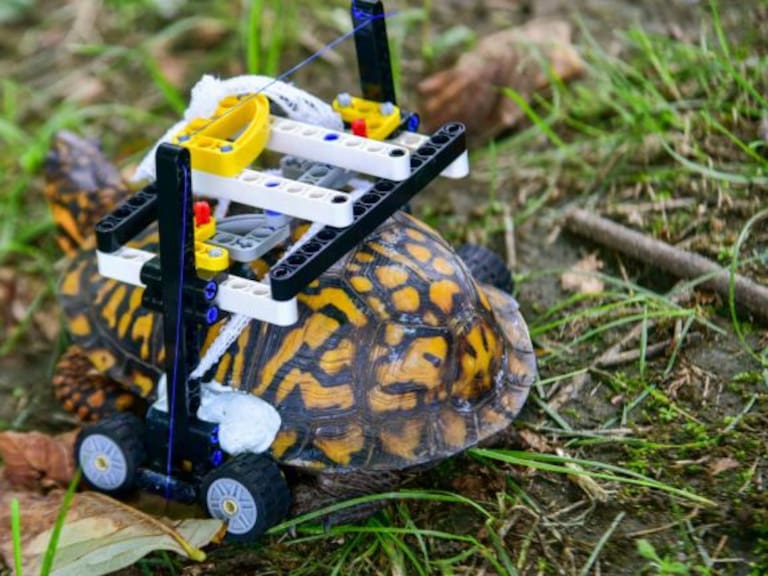Tortuga recibe prótesis de Lego