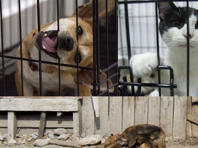 Nuevo León prohíbe la venta de perros y gatos a partir de mayo