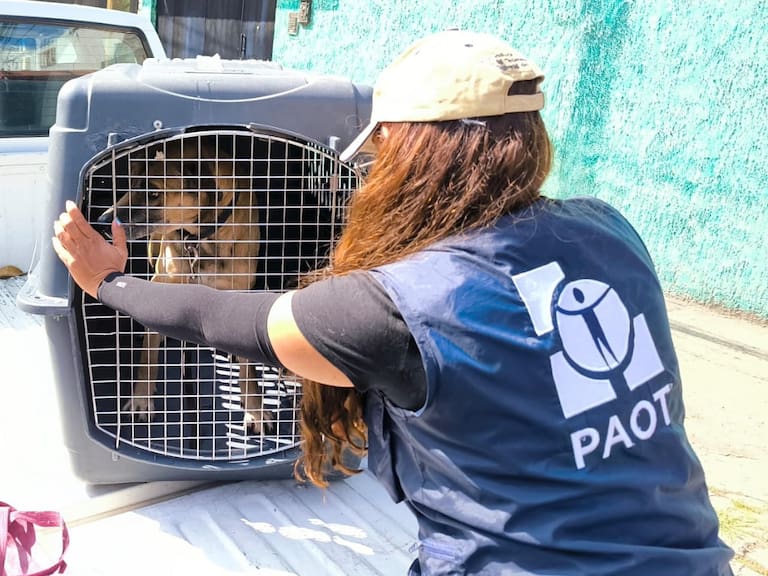 Perros y palomas fueron sacados de lugar ubicado en la colonia Narvarte de la CDMX.