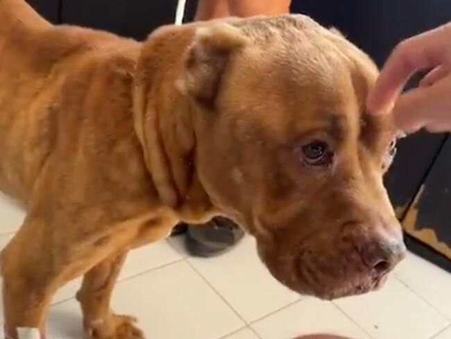 ¿Qué pasará con “Max”? El perro que defendió a su dueña durante linchamiento en Taxco