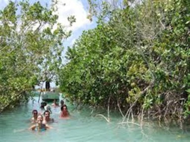 Pierde Rivera Maya 50% de manglares en cinco años
