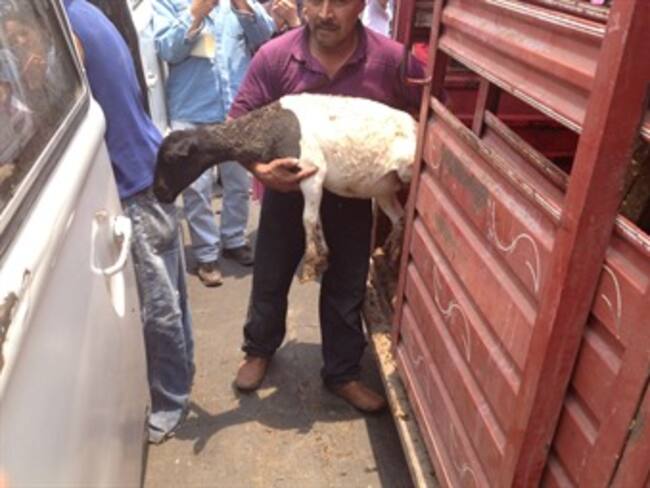 Entrega de animales en Xalostoc