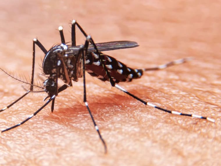 ¿Hay epidemia de Dengue en la Ciudad de México?