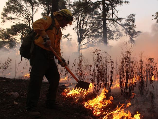 Conafor reporta 8 incendios forestales en 6 estados del país