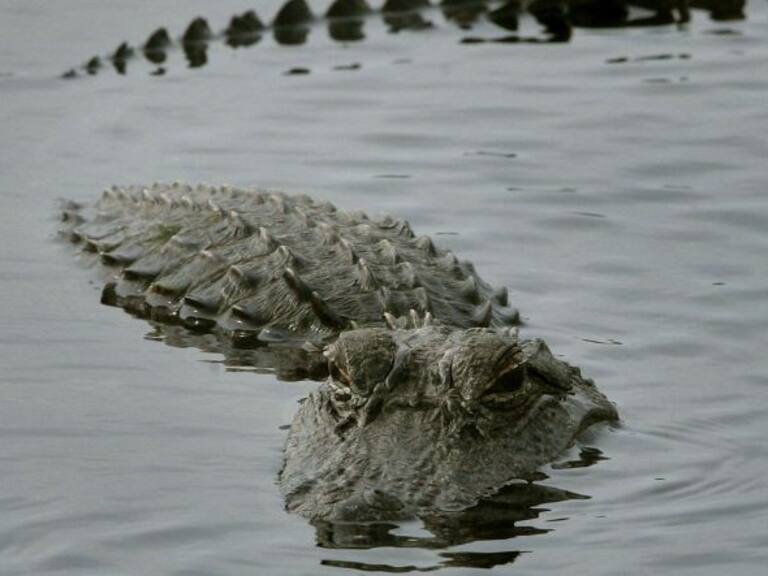 [VIDEO] Dos cocodrilos nadan en un jardín inundado en Texas
