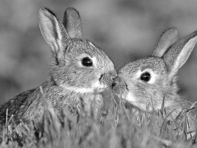 ¿El teporingo está extinto en el nevado de Toluca? Esto dice la UNAM sobre ‘El Conejo de los Volcanes’
