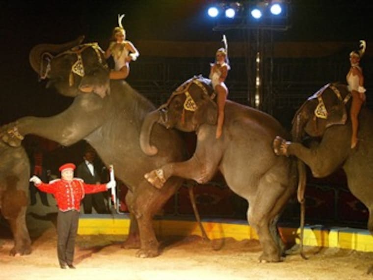 Falta que Mancera apruebe ley que prohibe animales en circos del DF