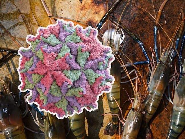 Nodavirus: ¿qué es y qué provoca el nuevo virus que se expande rápidamente en China?