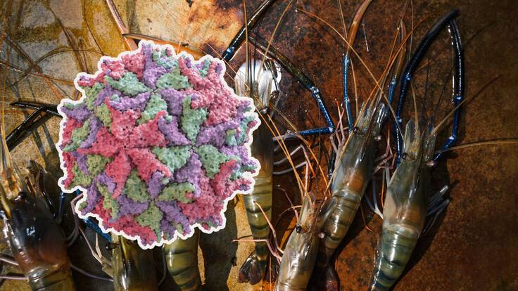 Nodavirus: ¿qué es y qué provoca el nuevo virus que se expande rápidamente en China?