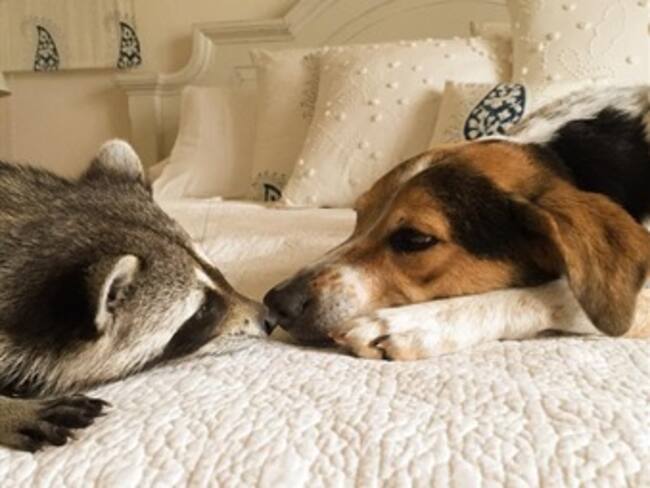 Familia rescata a un mapache, ahora cree que es un perro