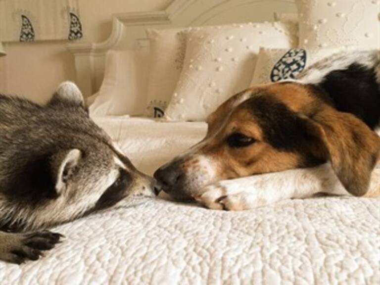 Familia rescata a un mapache, ahora cree que es un perro