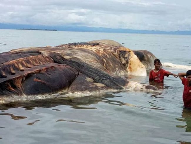 [VIDEO] Enorme criatura marina aparece en isla de Indonesia
