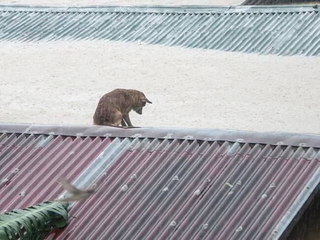 Perrito se queda atrapado en el techo de su casa y piden que lo rescaten