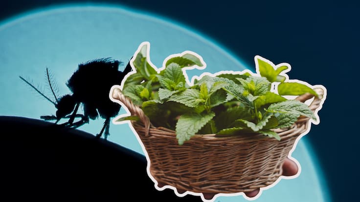 Mosquitos en casa: estas 5 plantas pueden ayudarte a mantenerlos alejados
