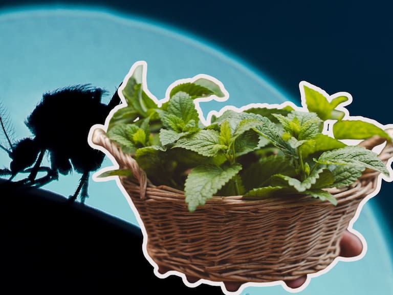 Adiós a los mosquitos: estas 5 plantas pueden ayudarte a alejarlos de tu hogar. Getty Images