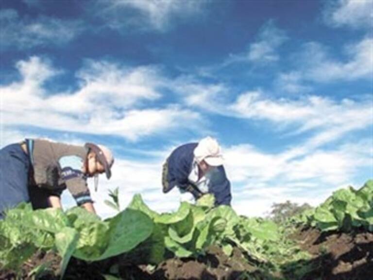 Sufren mujeres discriminación en empleo rural: ONU