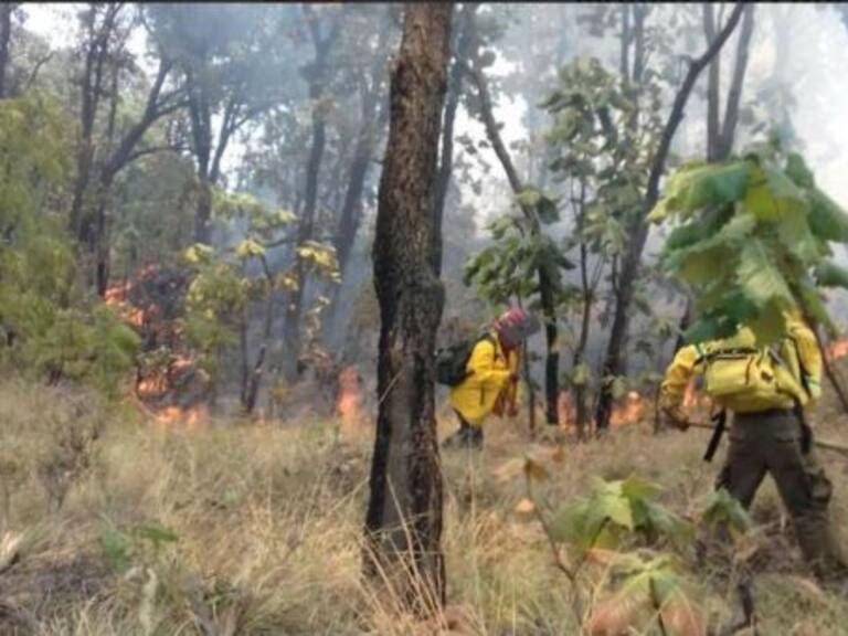Disminuyeron 81% los incendios forestales en Jalisco