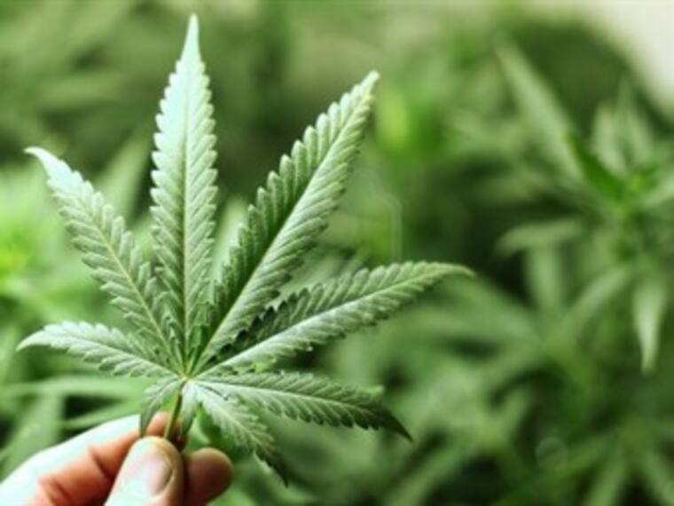 ¿Qué se puede esperar ahora que la SCJN aprobó el uso recreativo de marihuana?