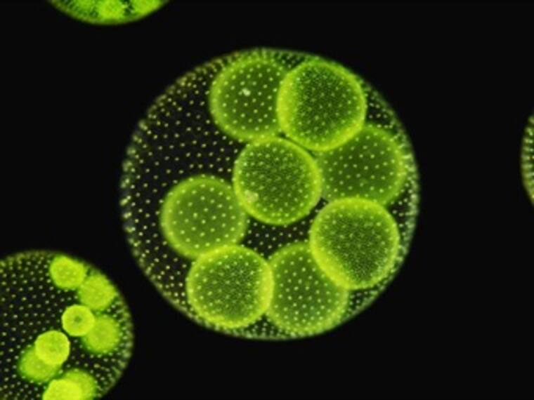 Test: ¿Cómo saber si tienes candidiasis?