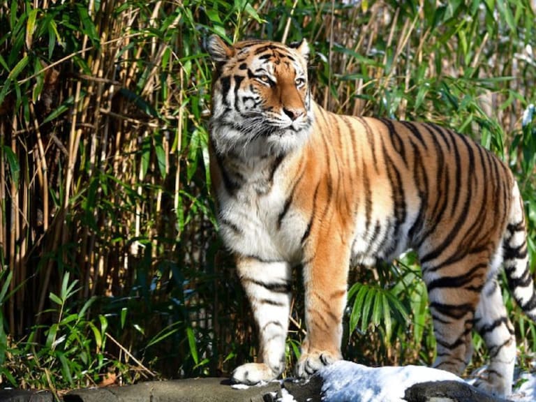 Un tigre da positivo por coronavirus en Zoológico del Bronx en Nueva York