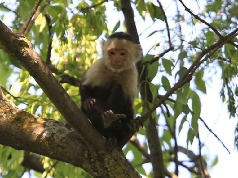 Tras captura del mono capuchino, “Merecería estar en una área más libre que permitiera que el animal se rehabilitara”