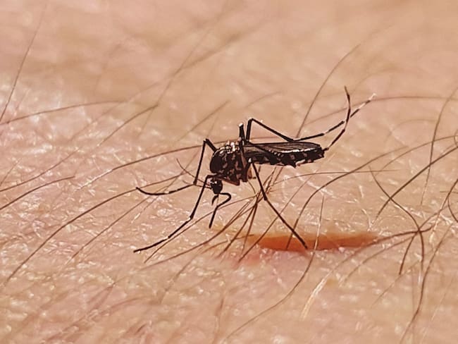 Alertan posible epidemia de dengue en Acapulco tras el paso de Otis